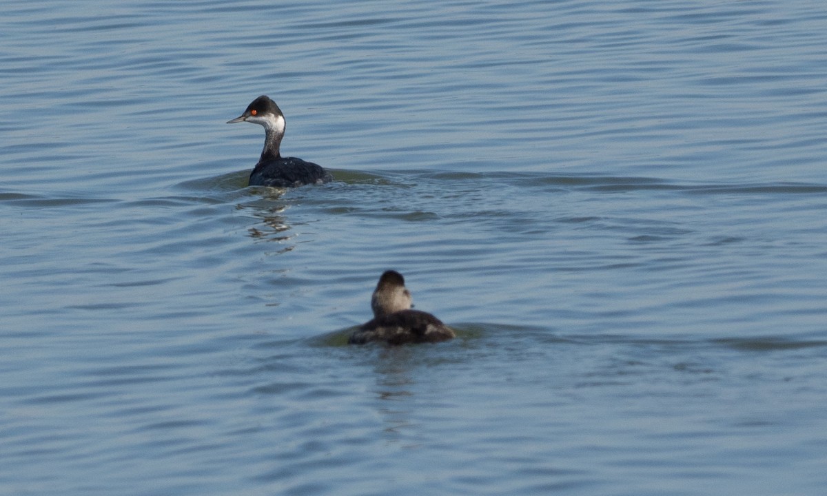 Eared Grebe - ML72484841