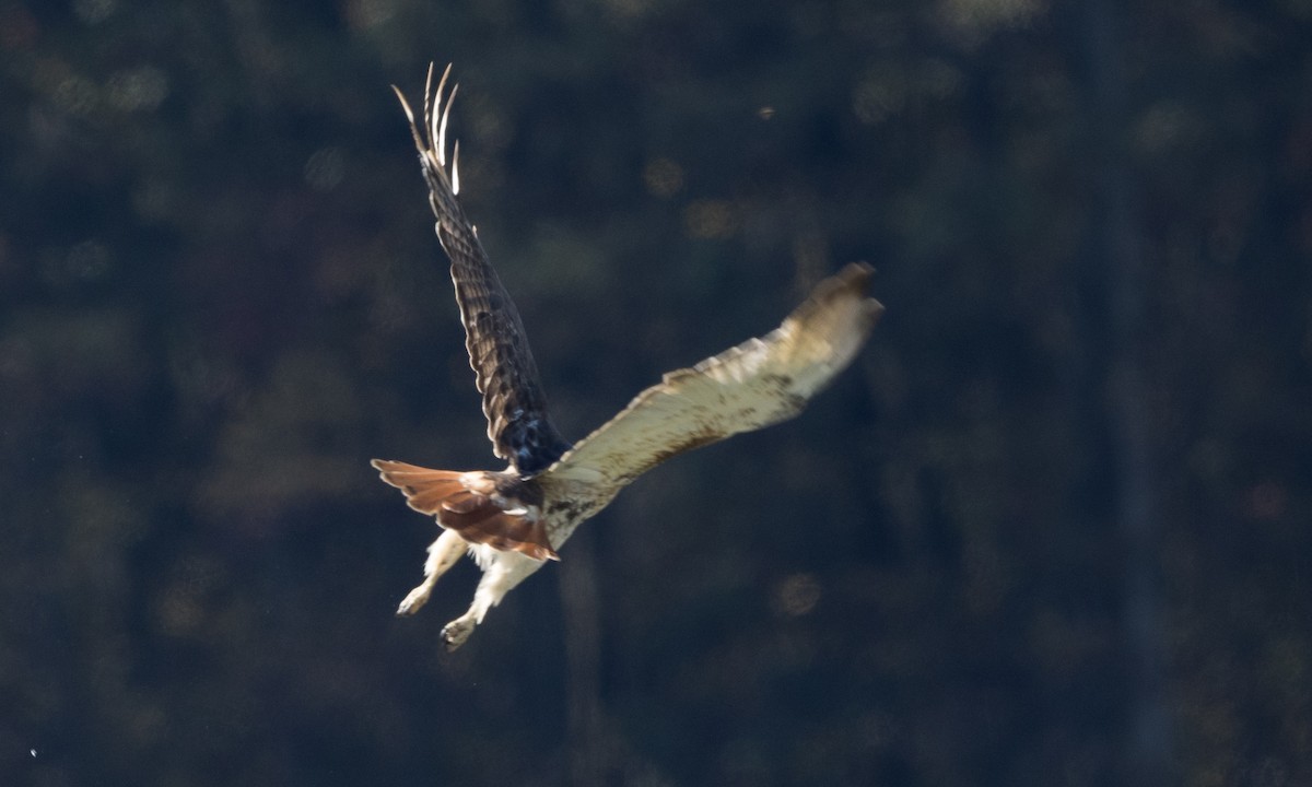 Red-tailed Hawk - ML72484981