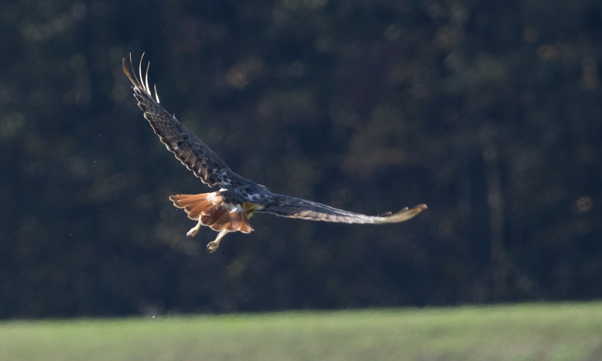 Rotschwanzbussard - ML72484991