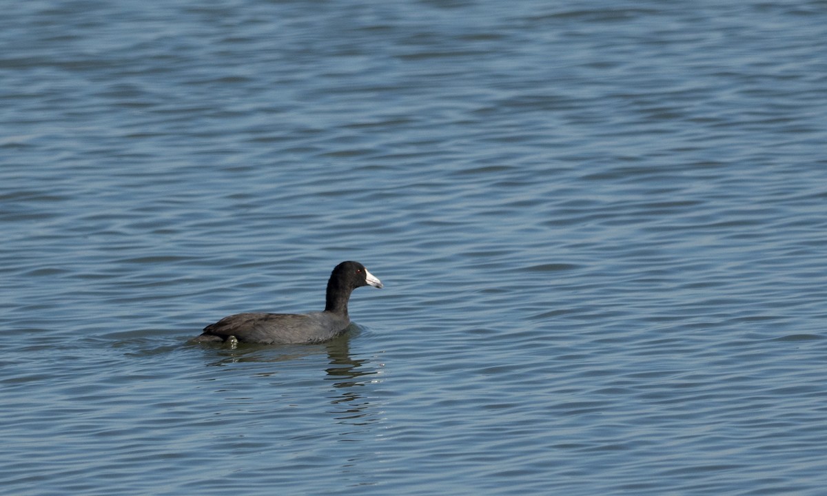 American Coot - ML72485121