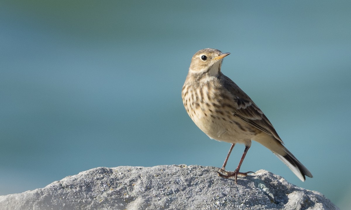 American Pipit - ML72485371