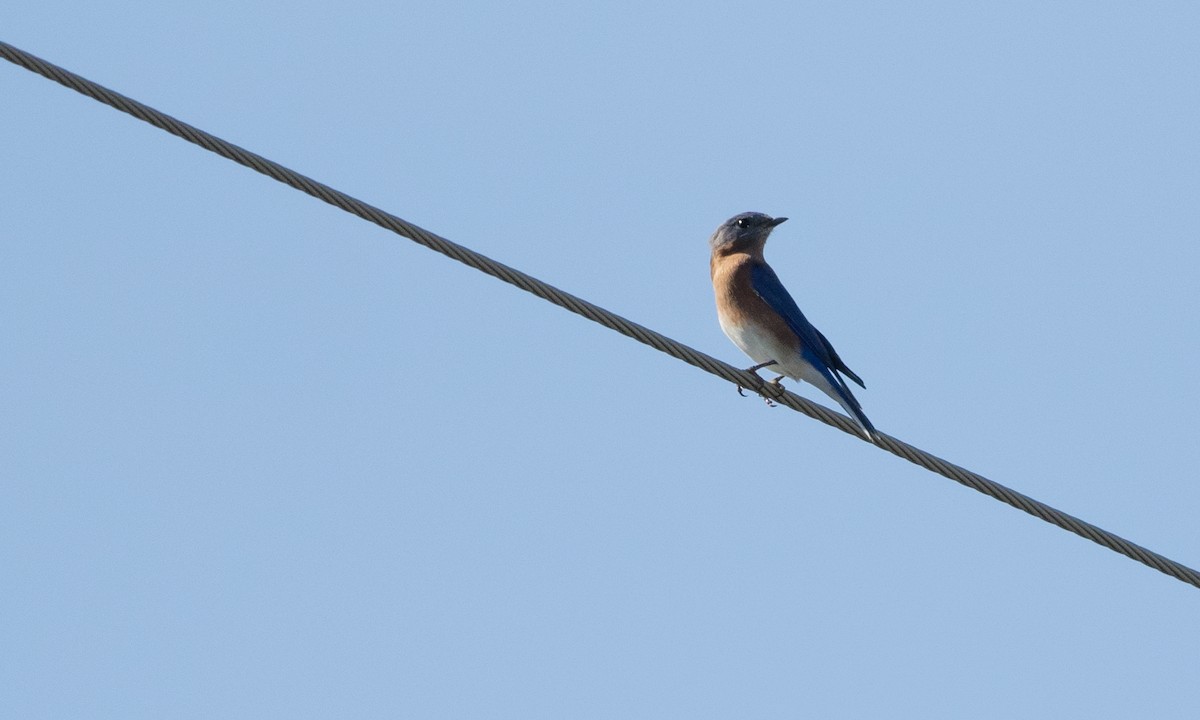 Eastern Bluebird - ML72485411