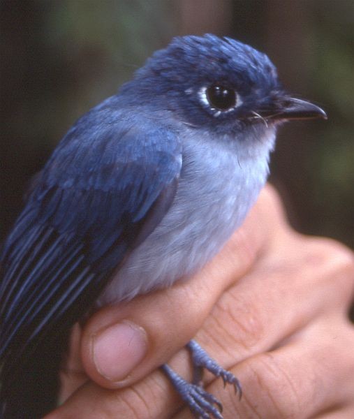 Cerulean Flycatcher - ML724855