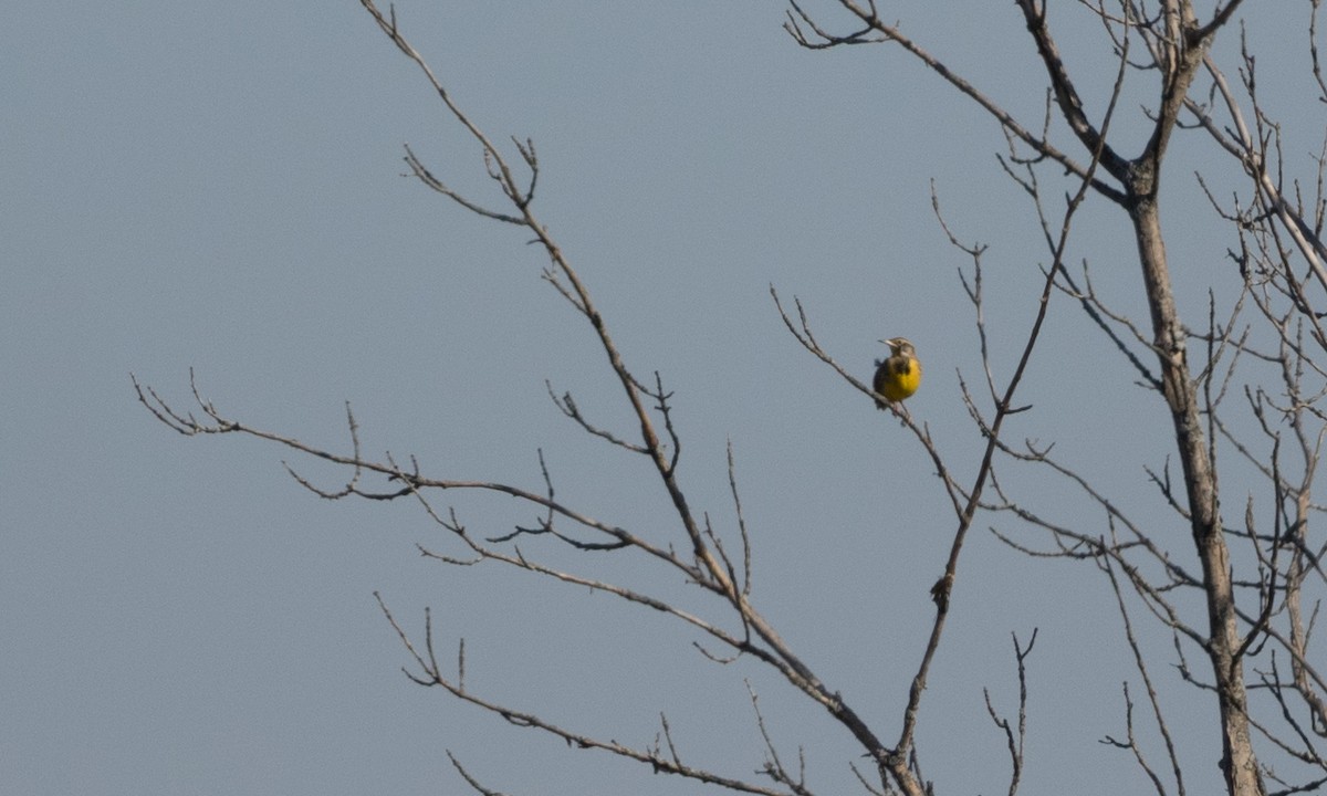 Eastern Meadowlark - ML72485541