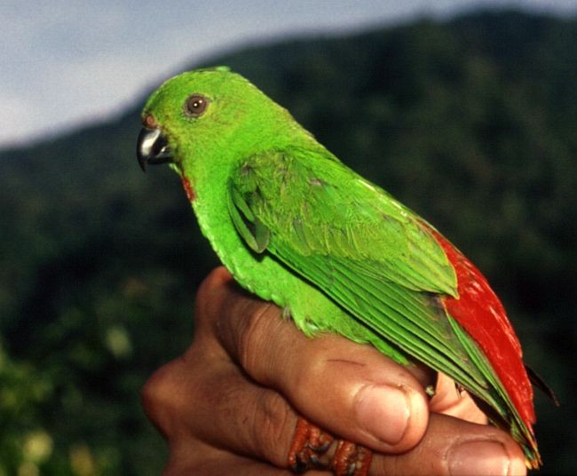 Sangihe Hanging-Parrot - ML724856