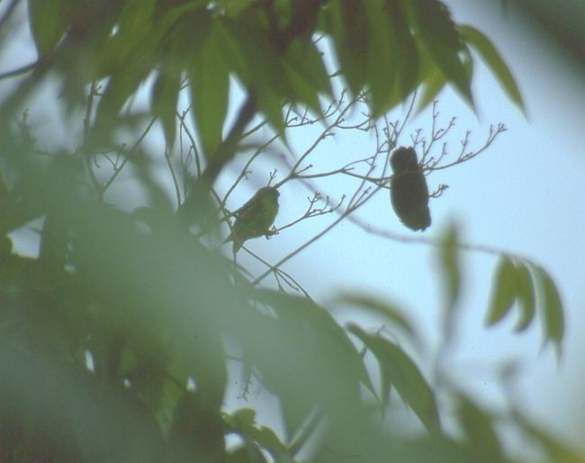 Sangihe Hanging-Parrot - Jon Riley