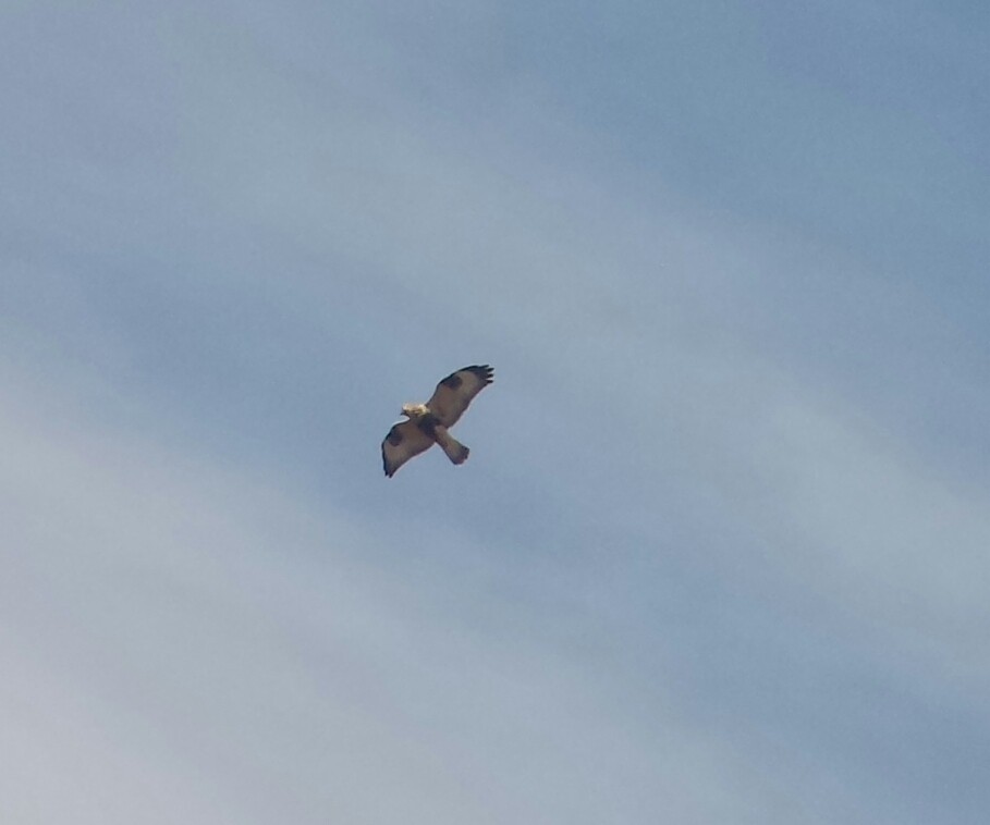 Rough-legged Hawk - ML72486011