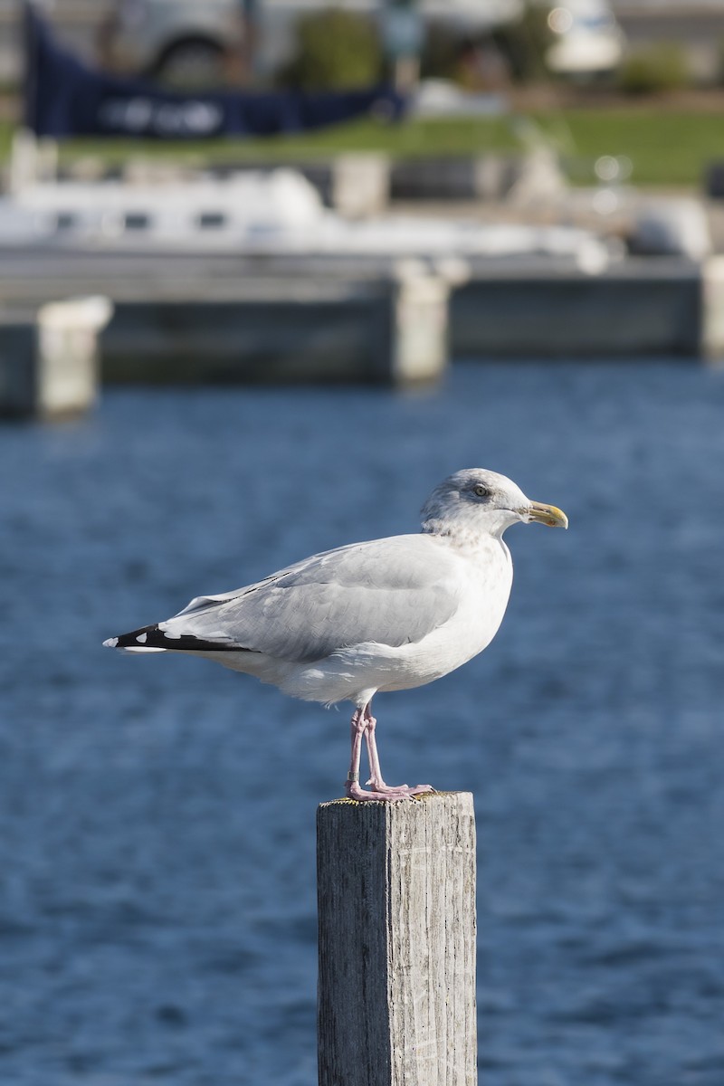 Herring Gull - ML72486301