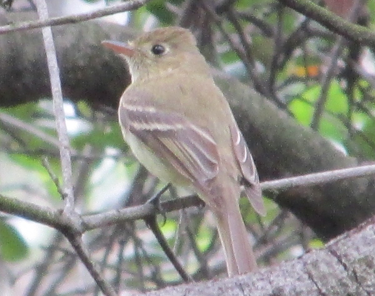 Western Flycatcher (Pacific-slope) - ML72486721