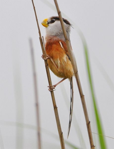 Reed Parrotbill (Reed) - ML724875