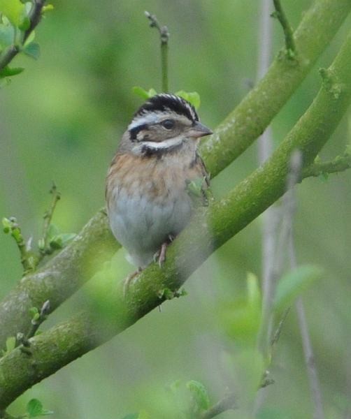 Tristram's Bunting - ML724876