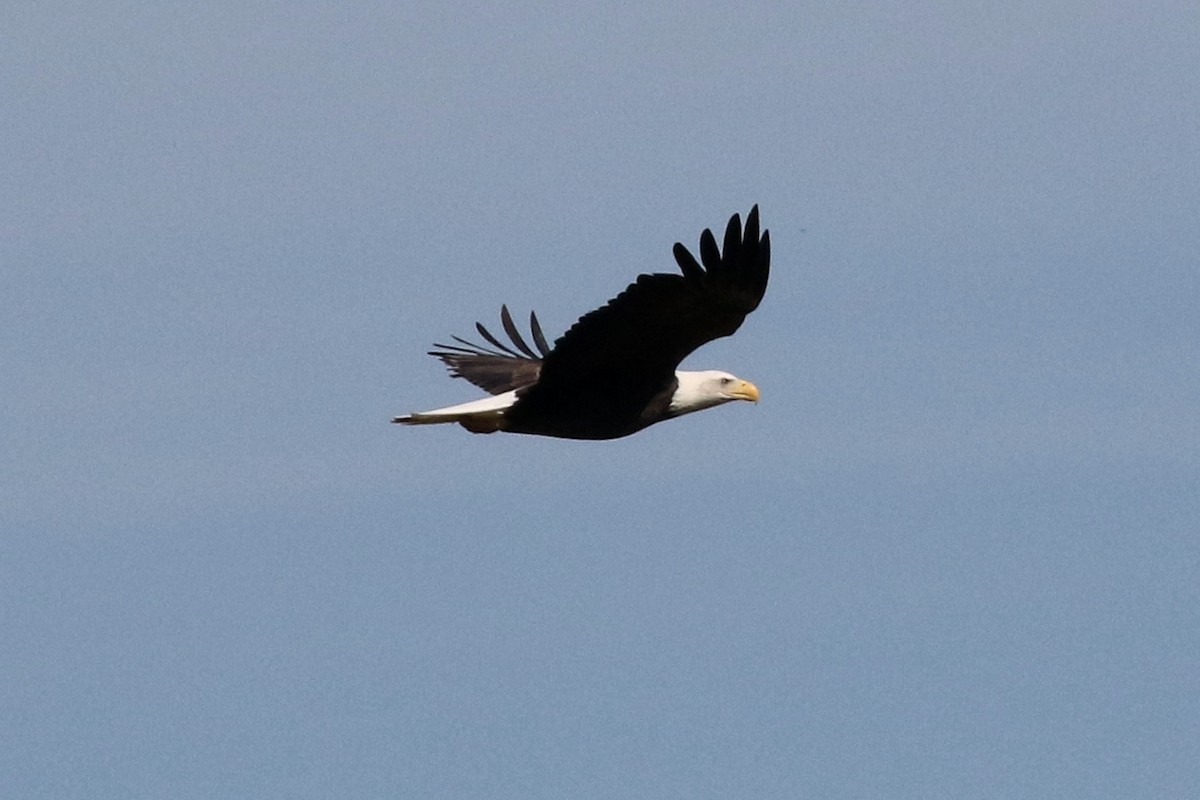 Bald Eagle - Lindsay Story