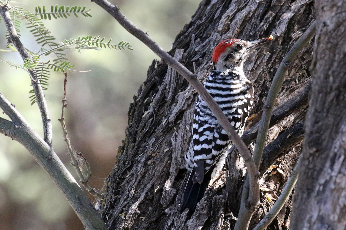 Ladder-backed Woodpecker - Lindsay Story