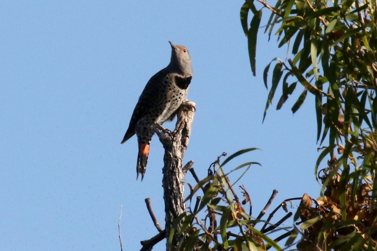 Northern Flicker - ML72488701