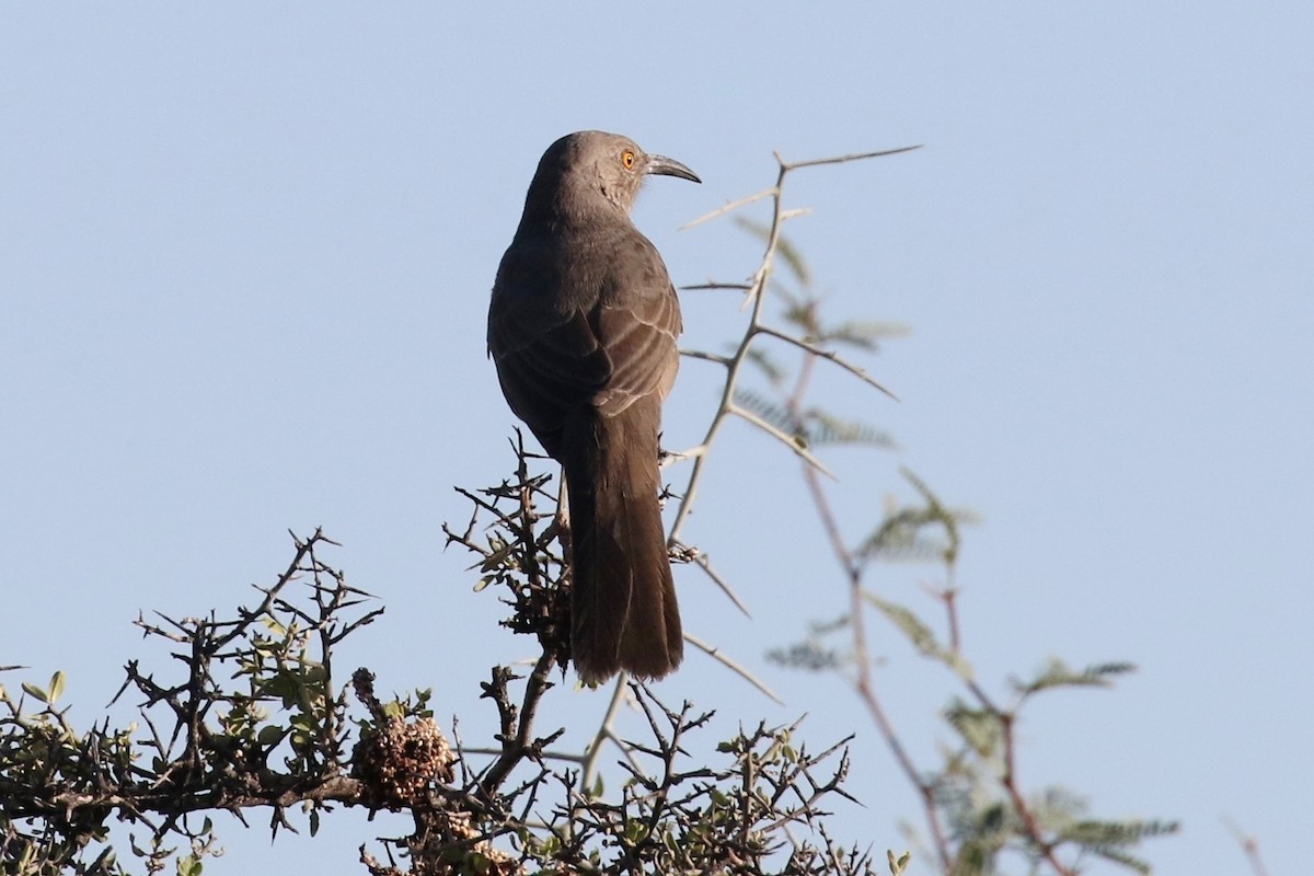 Curve-billed Thrasher - ML72488961