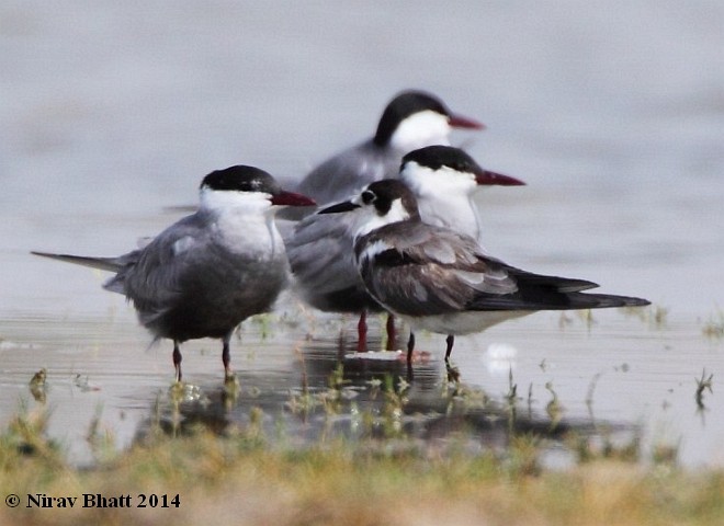 Хилэн хараалай - ML724891