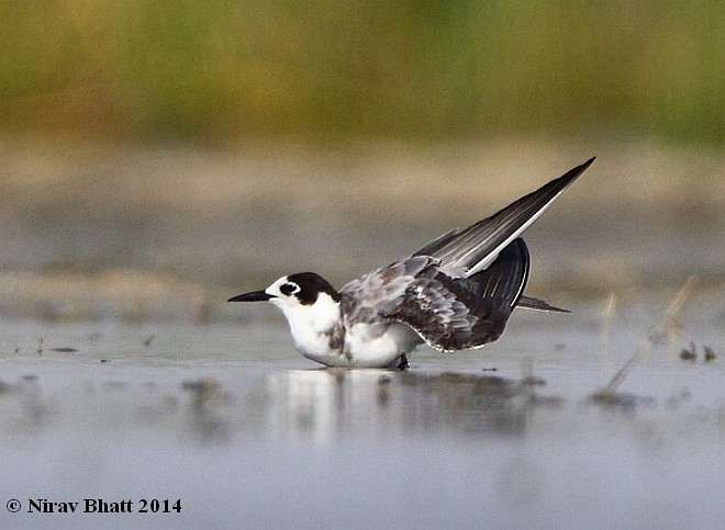 Black Tern - ML724892