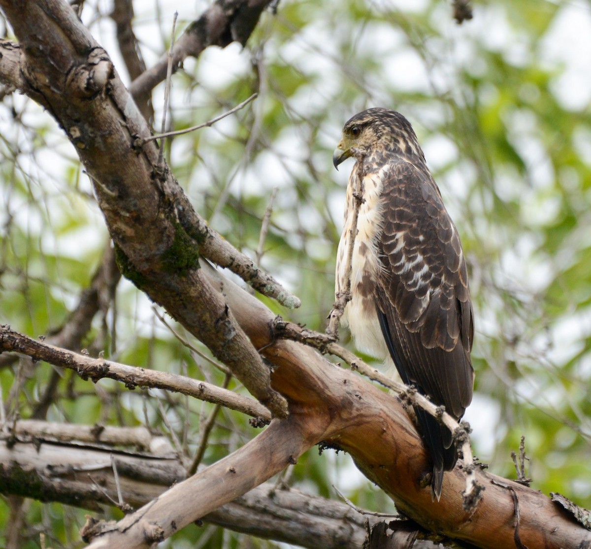 Rufous Crab Hawk - ML72489291