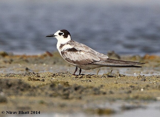 Хилэн хараалай - ML724893