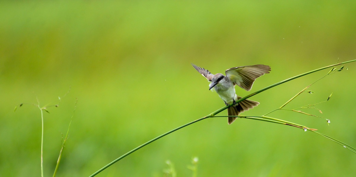 Gray Kingbird - ML72489321