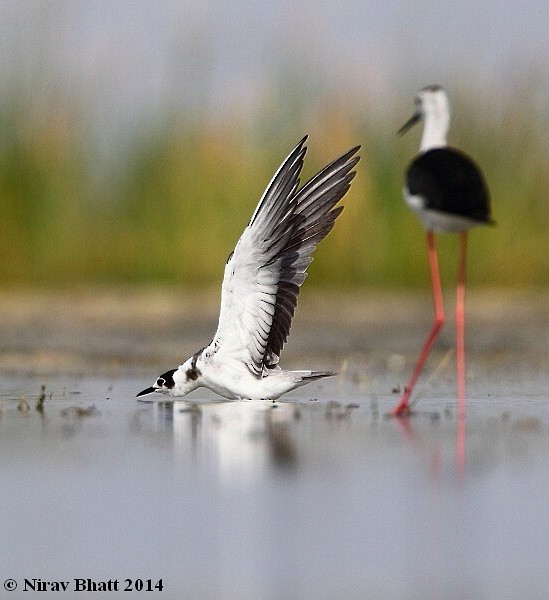 Black Tern - ML724894