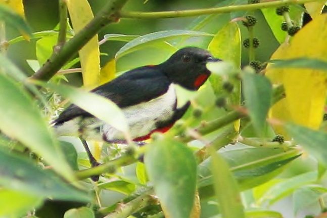 Scarlet-collared Flowerpecker - Luis Limchiu