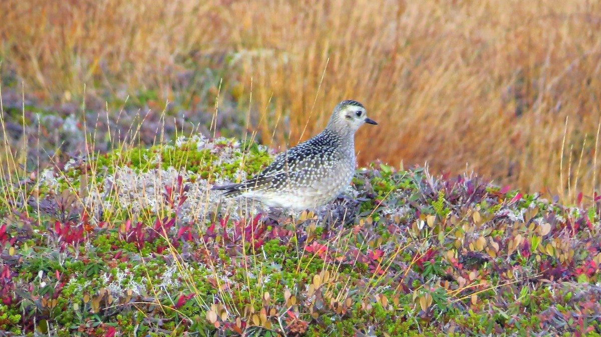 American Golden-Plover - ML72490851
