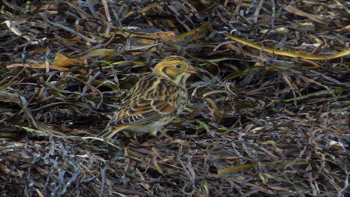 Lapland Longspur - ML72490911