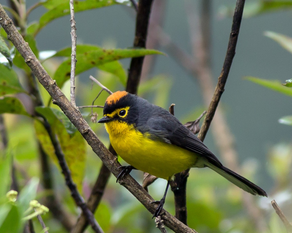 Spectacled Redstart - ML72491101