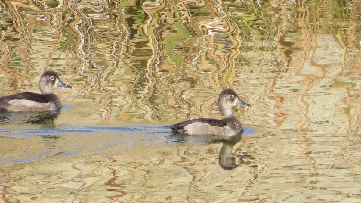 Ring-necked Duck - ML72491131
