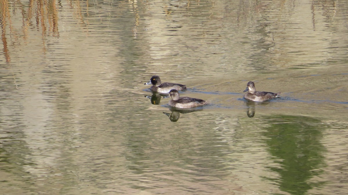 Ring-necked Duck - ML72491161