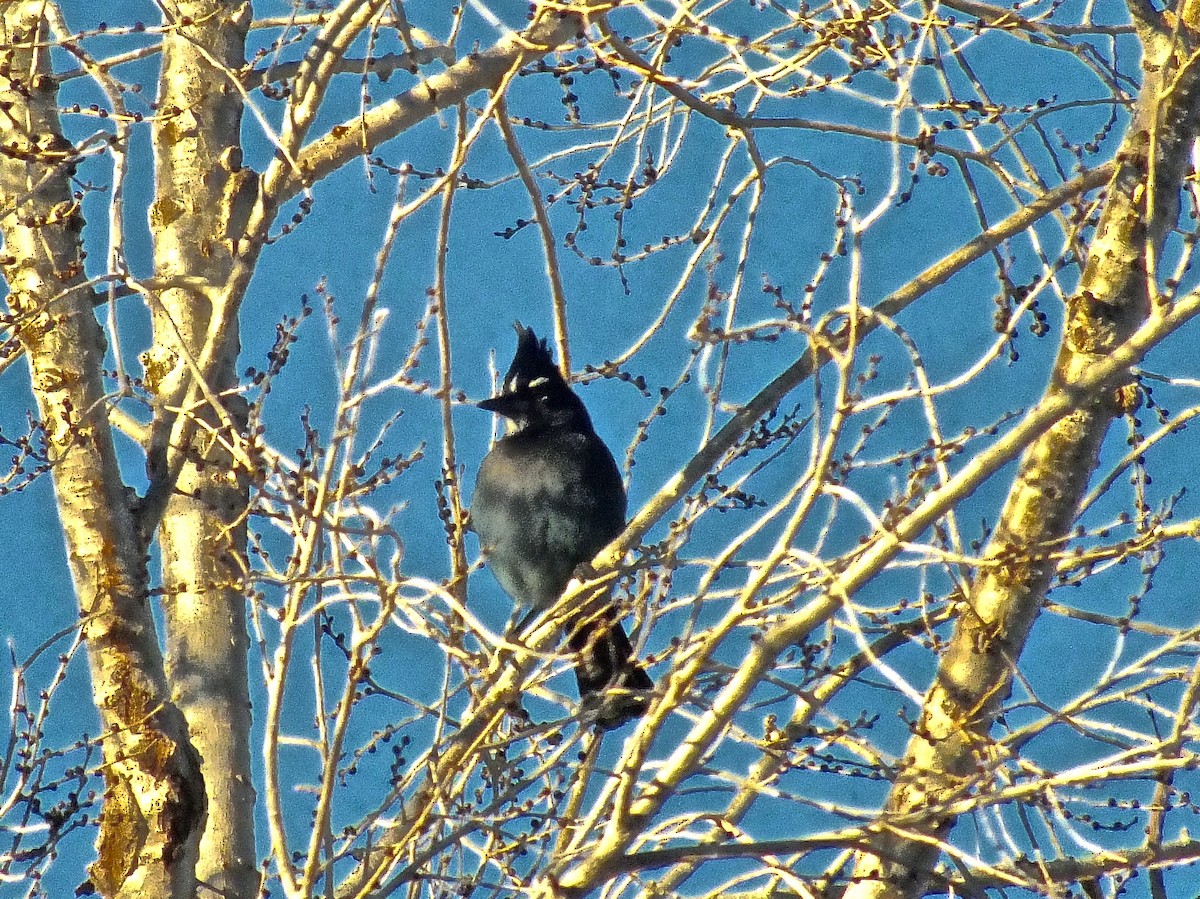 Steller's Jay - ML72491441