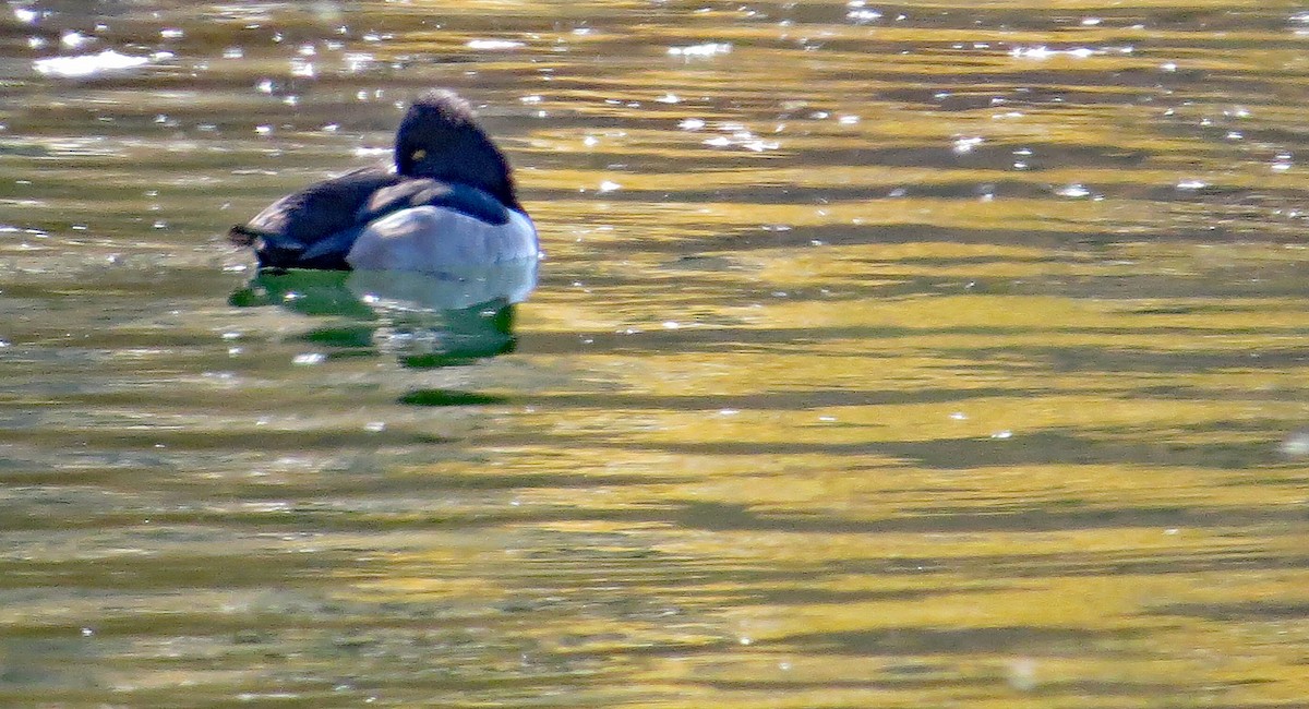 Ring-necked Duck - ML72491751