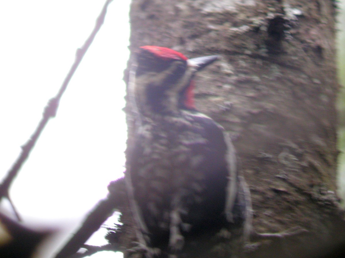 Yellow-bellied Sapsucker - ML72492361