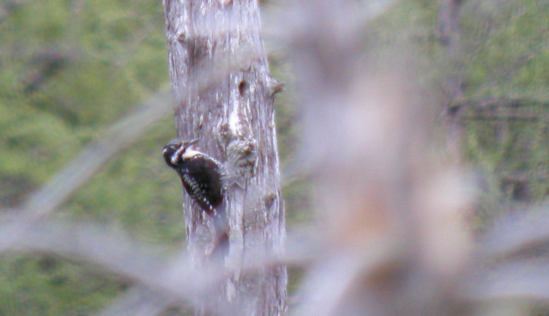 American Three-toed Woodpecker - ML72492371