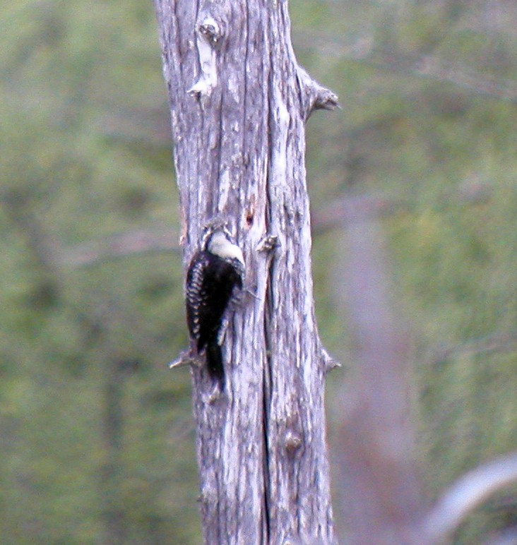 American Three-toed Woodpecker - ML72492411