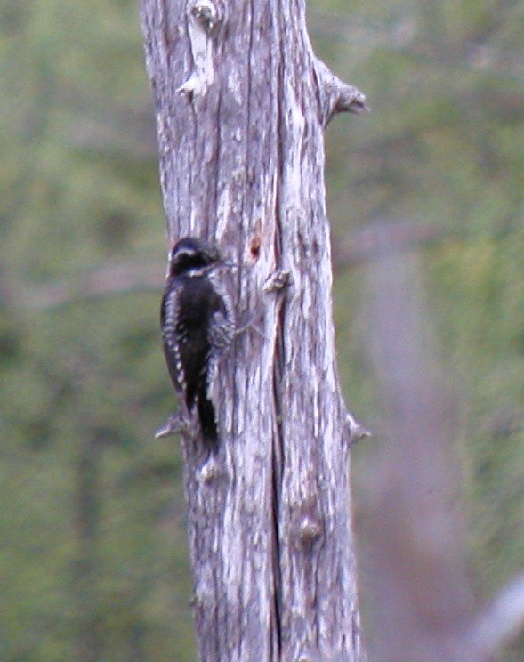 American Three-toed Woodpecker - ML72492441