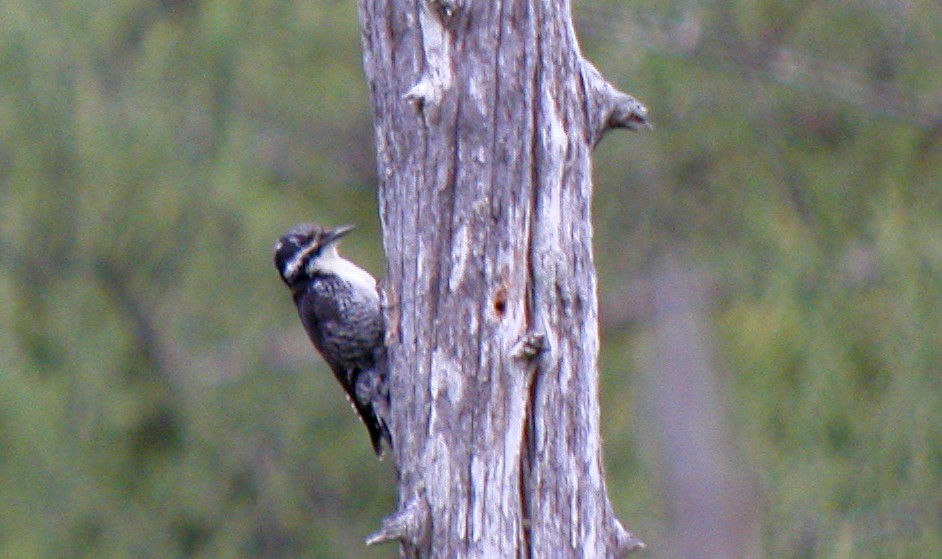American Three-toed Woodpecker - ML72492481