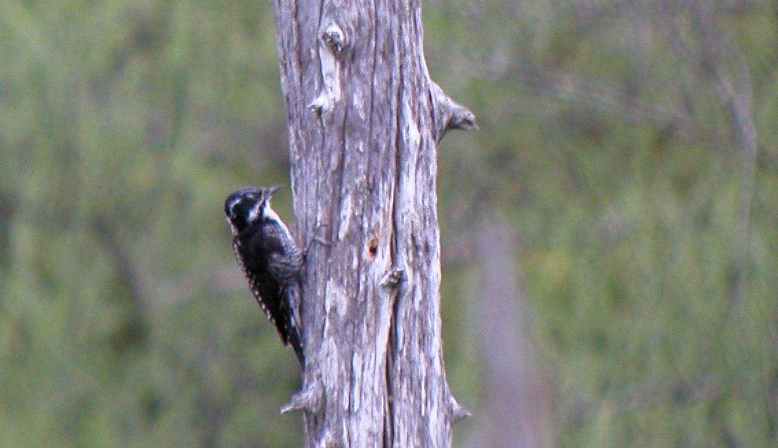 American Three-toed Woodpecker - ML72492491