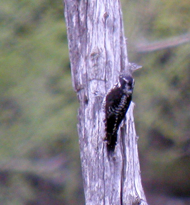 American Three-toed Woodpecker - ML72492501