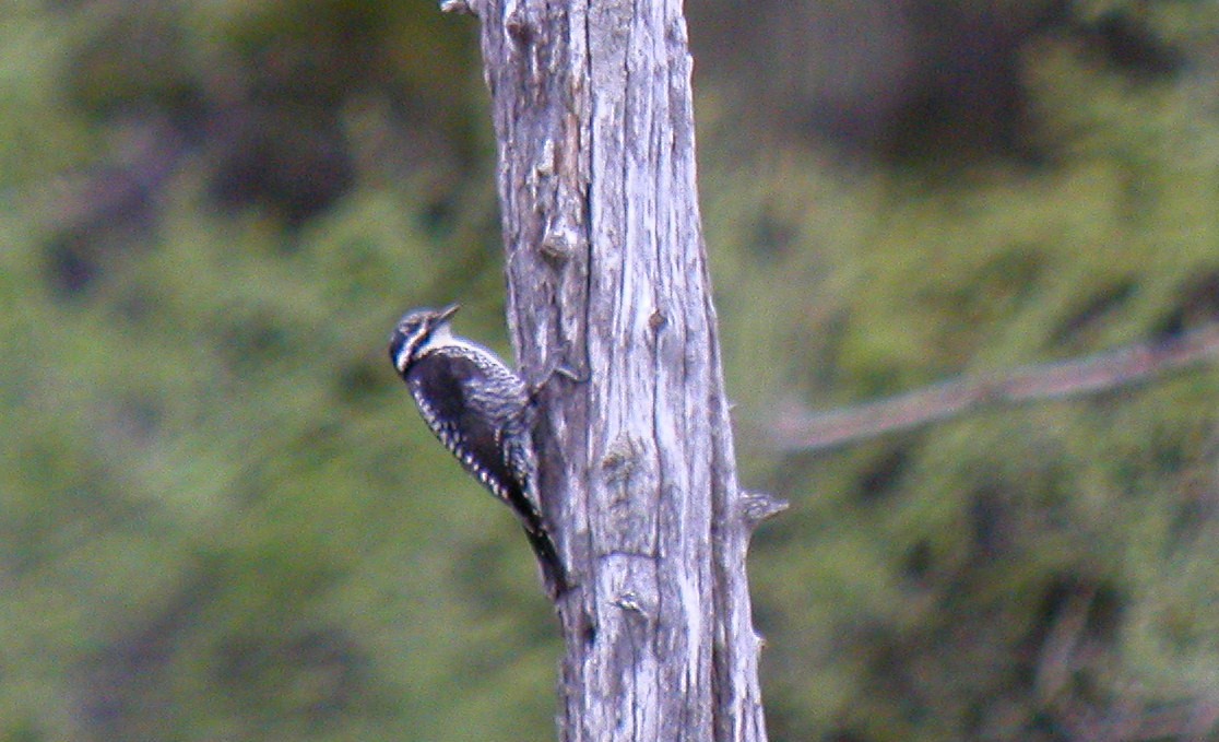 American Three-toed Woodpecker - ML72492521