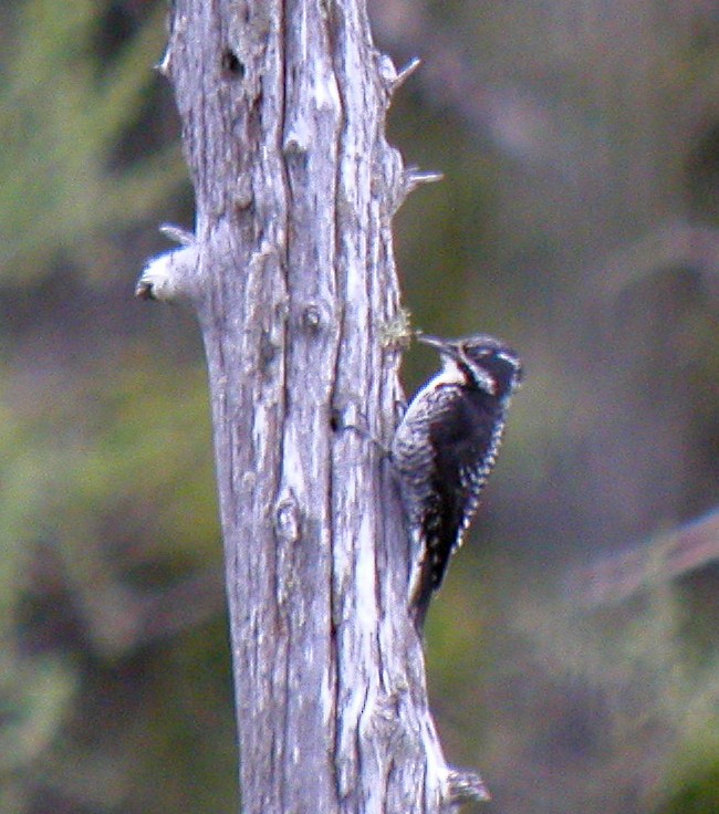 American Three-toed Woodpecker - ML72492541