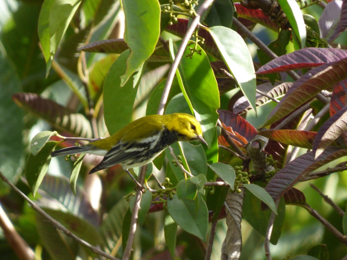 Black-throated Green Warbler - ML72494591