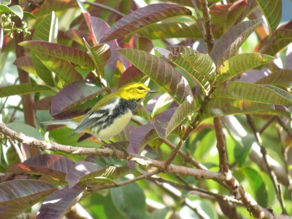 Black-throated Green Warbler - ML72494601