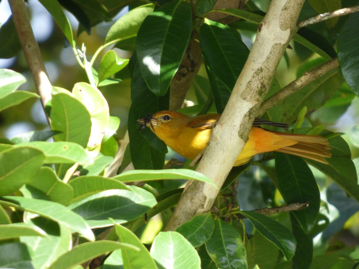 Summer Tanager - Axel Chiquin