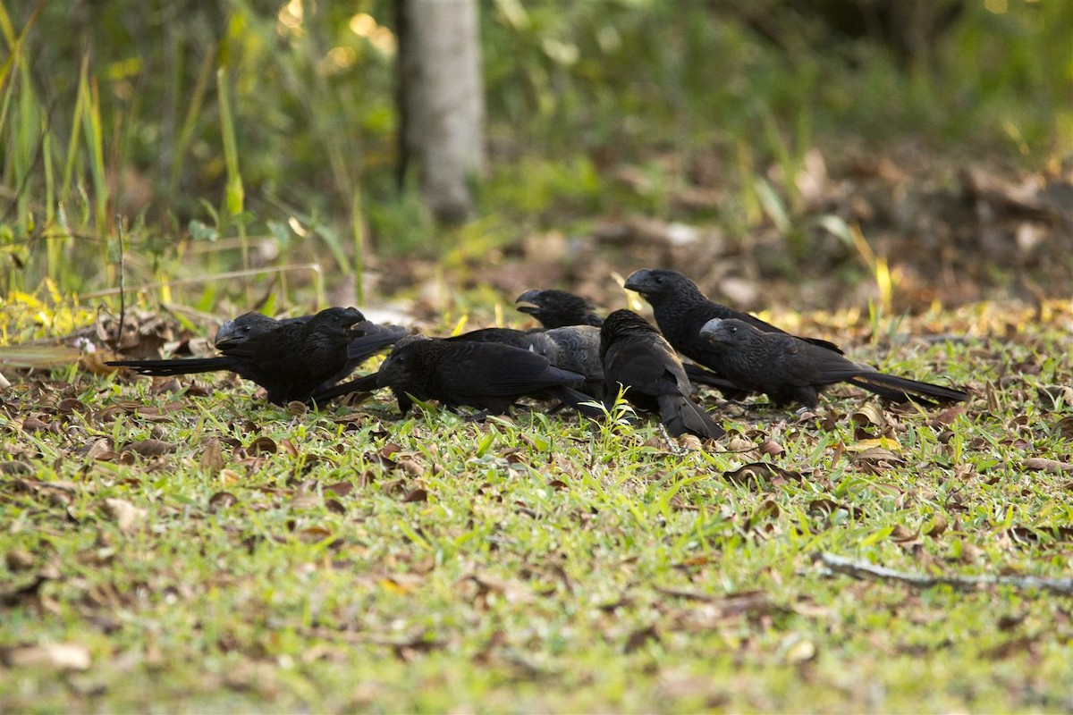 Smooth-billed Ani - ML72495281