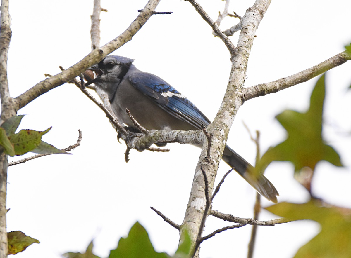 Blue Jay - ML72495351