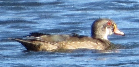 Wood Duck - ML72495491