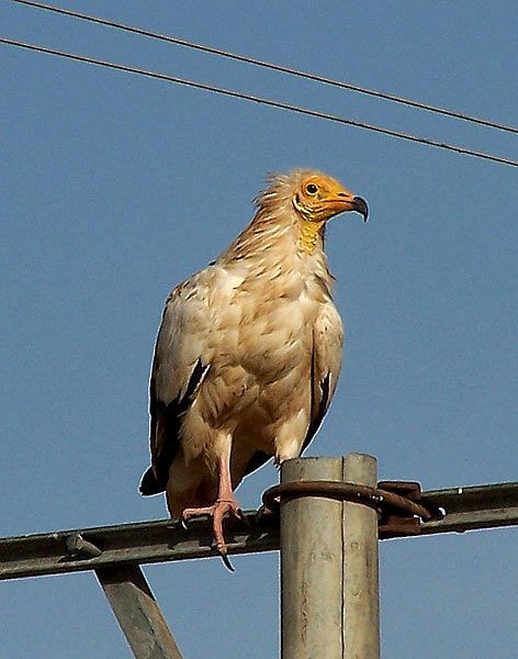 Egyptian Vulture - ML724957