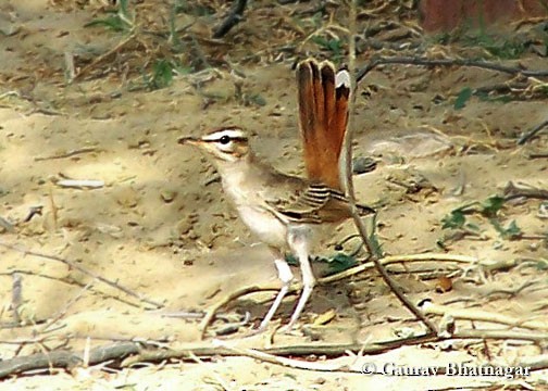 Rufous-tailed Scrub-Robin (Rufous-tailed) - ML724958